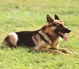 Adestramento de cães em Camaçari