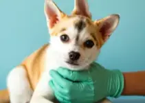 castração gratuita